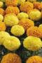 Seminte profesionale Tagetes erecta - Craite inalte - imagine 48944
